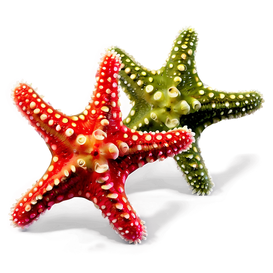 Baby Starfish Picture Png 05242024 PNG Image