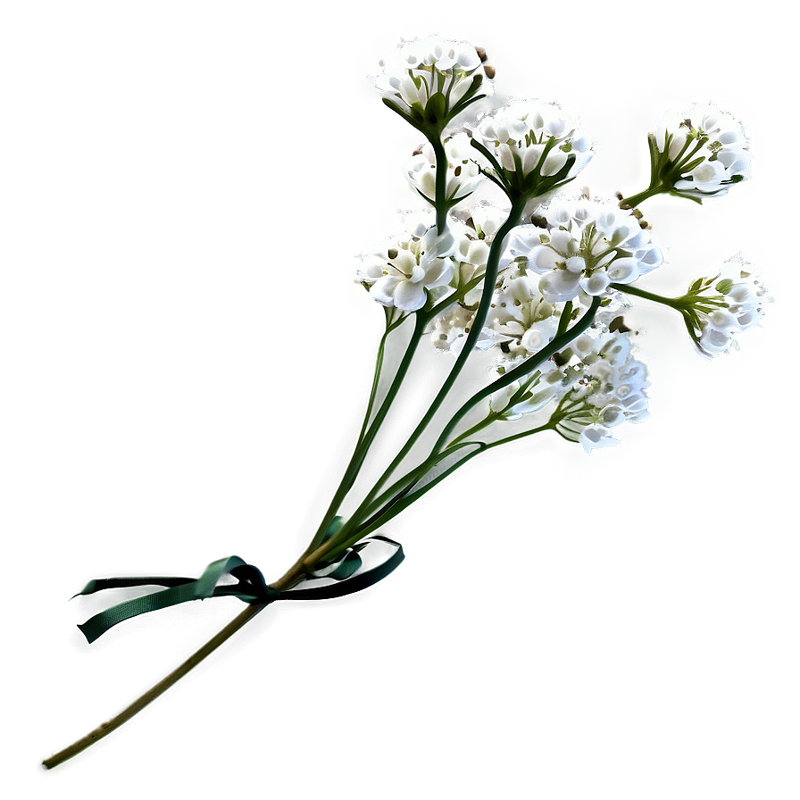 Babys Breath C PNG Image