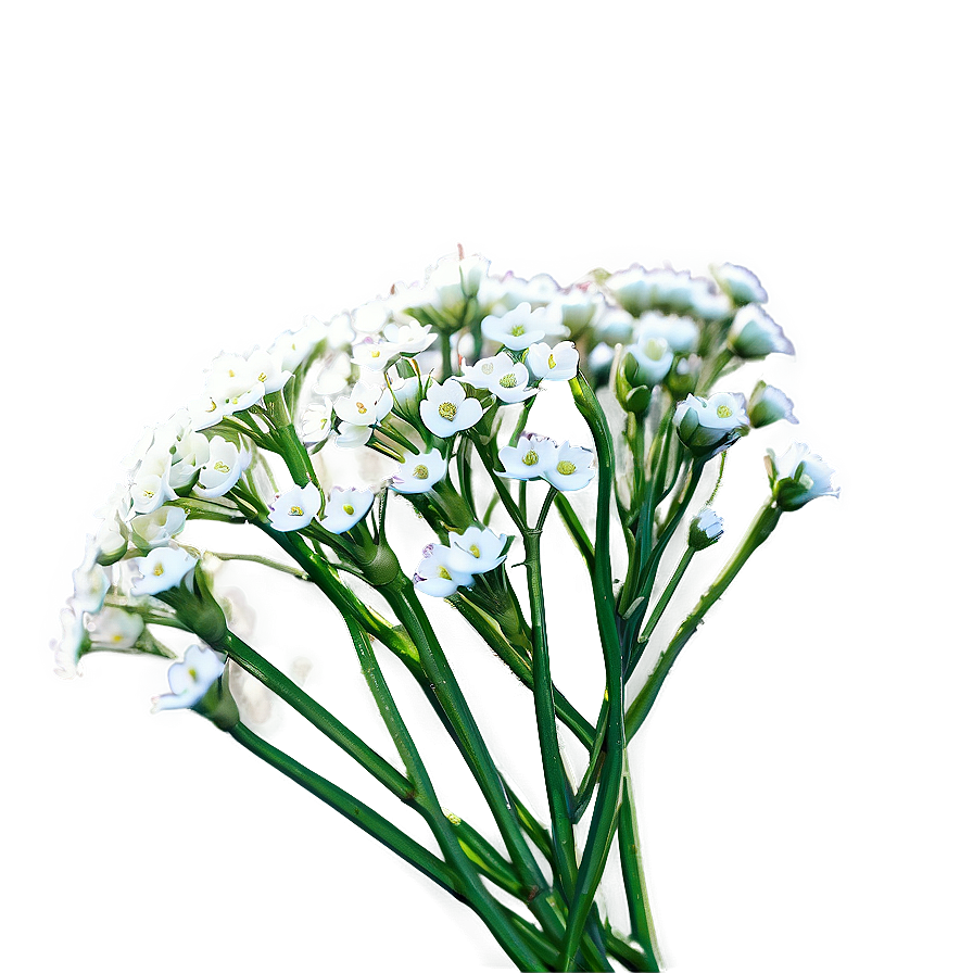 Babys Breath Greeting Card Art Png Now38 PNG Image