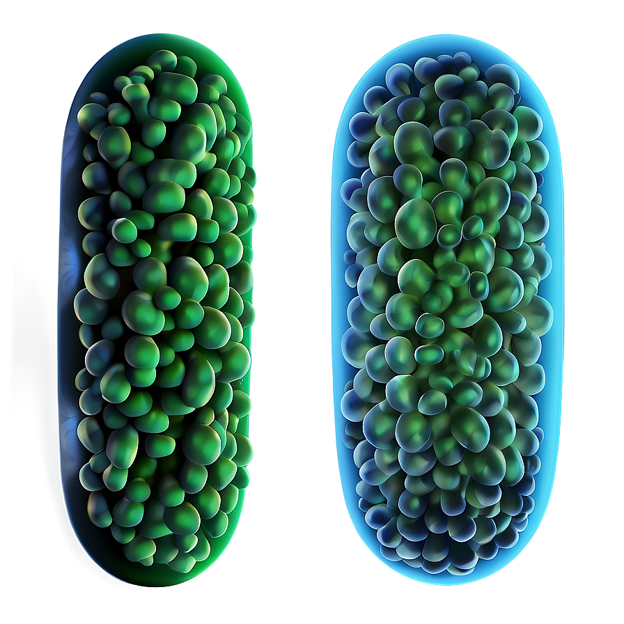 Bacteria Shapes Png Xye86 PNG Image