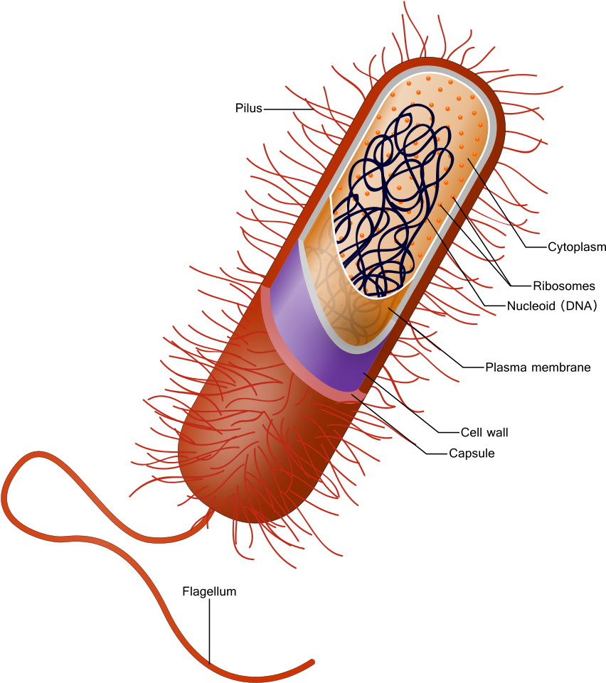 Bacterial Cell Structure Diagram PNG Image