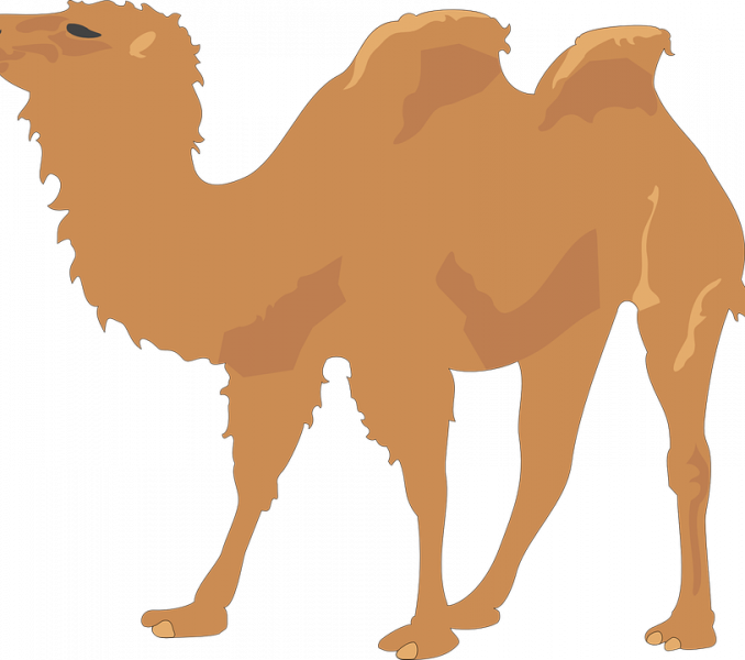 Bactrian Camel Illustration.png PNG Image