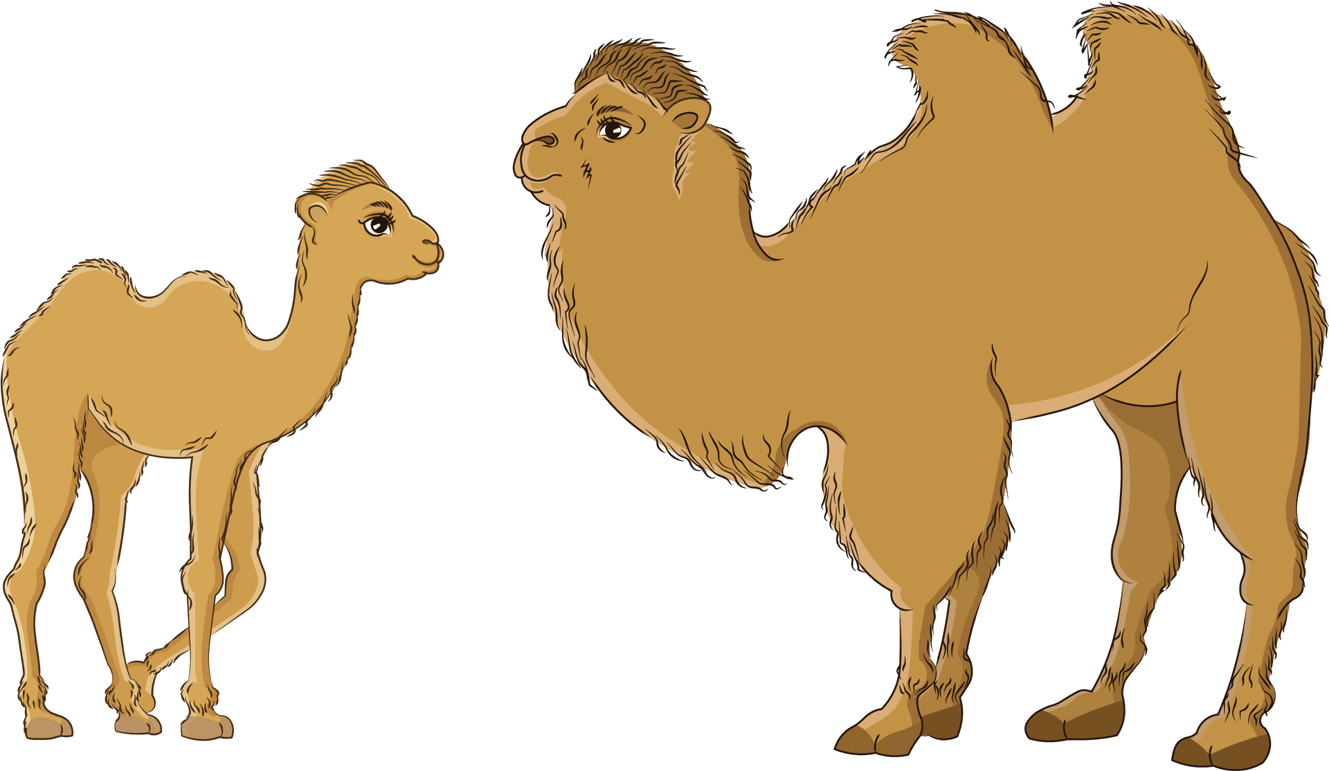 Bactrianand Dromedary Camels Illustration PNG Image