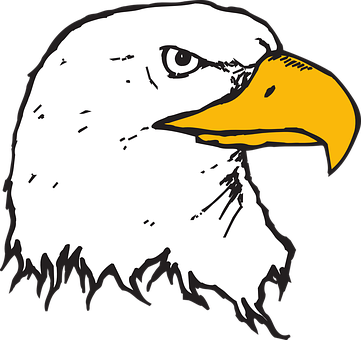 Bald Eagle Head Illustration PNG Image