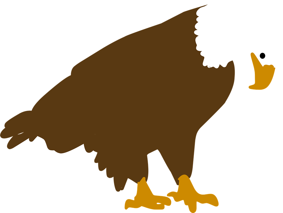 Bald Eagle Illustration PNG Image