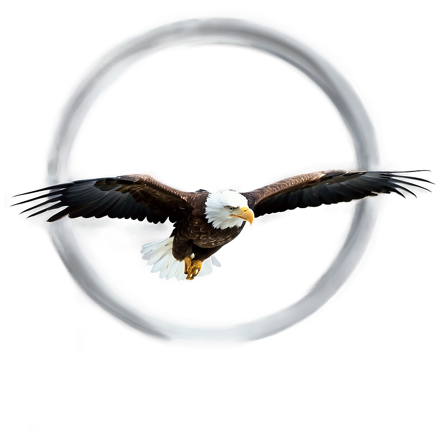 Bald Eagles In Alaska Png 97 PNG Image