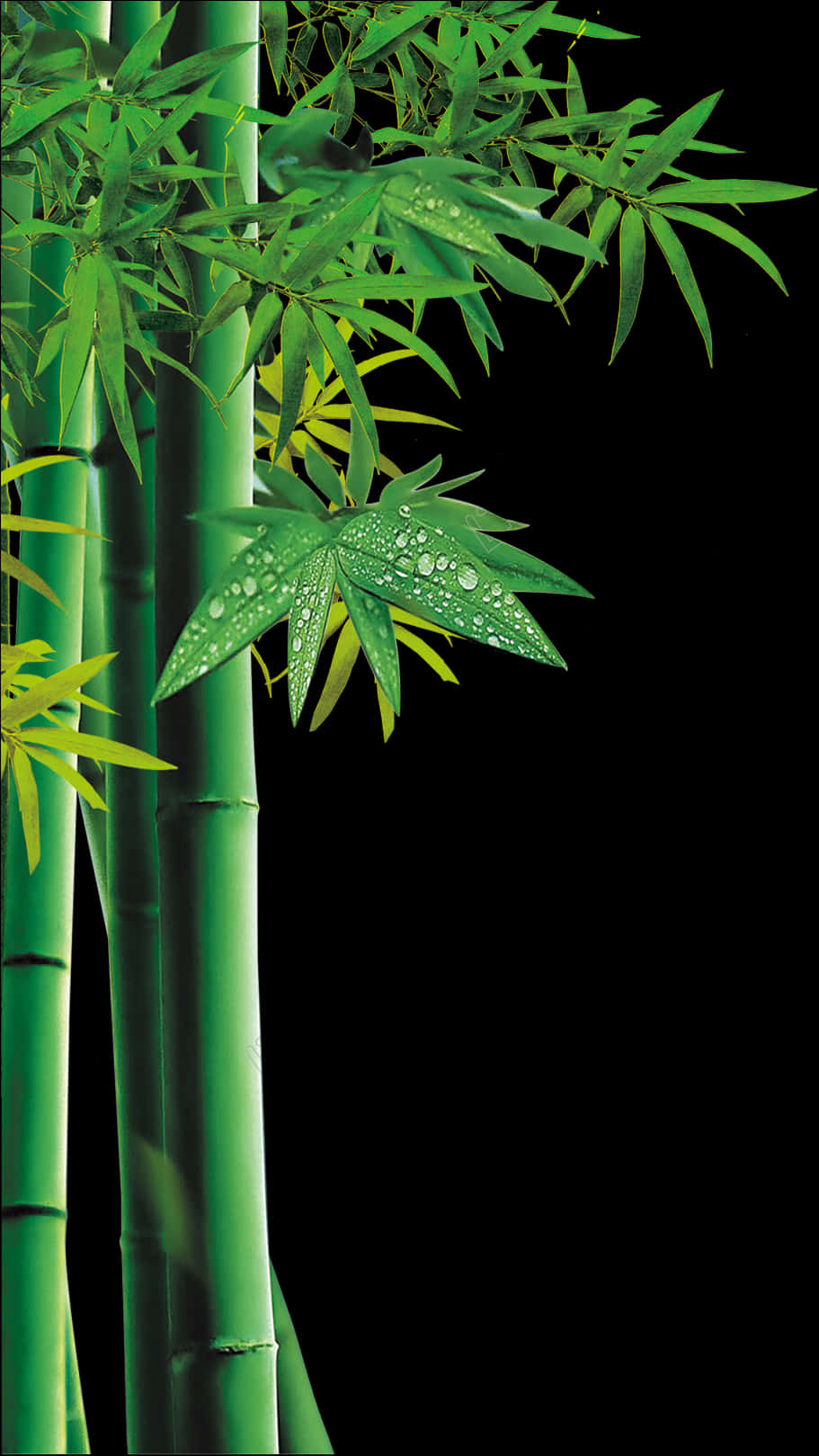 Bamboo Greenery Dewdrops PNG Image