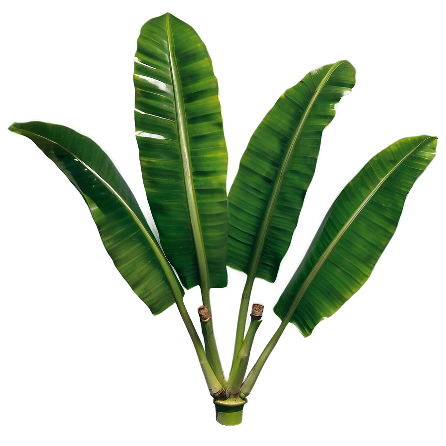 Banana Leaf B PNG Image