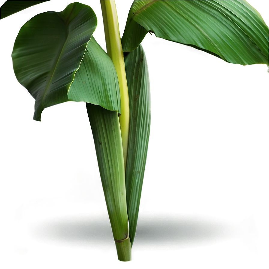 Banana Leaf Background Png Kuf99 PNG Image