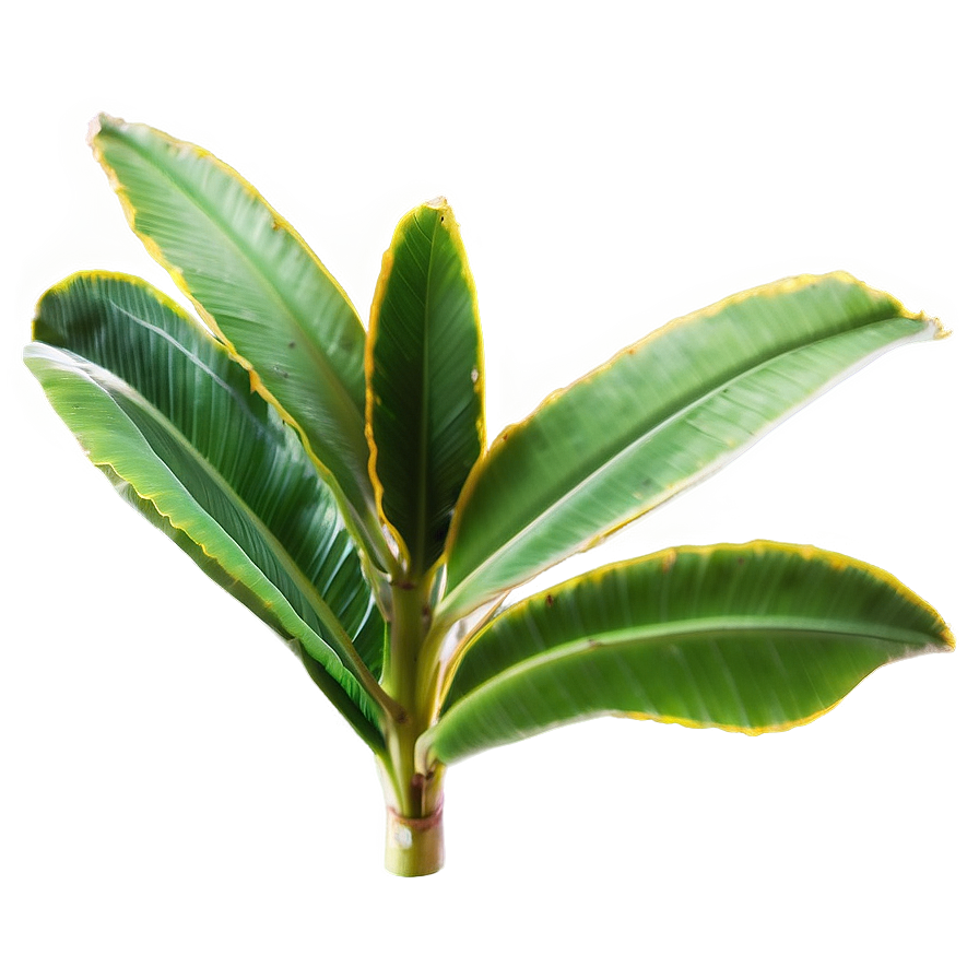 Banana Leaf Beauty Png 30 PNG Image