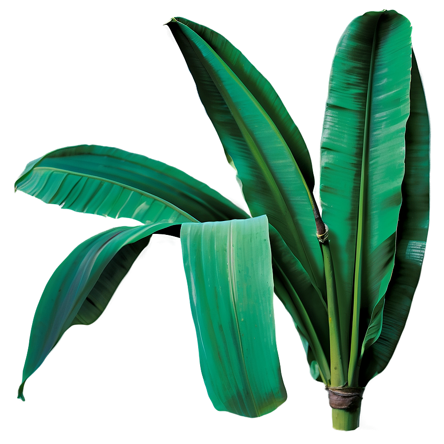 Banana Leaf Botanical Png 06232024 PNG Image