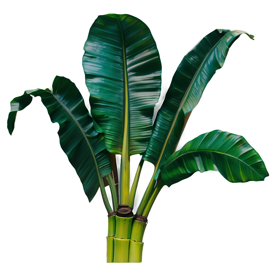 Banana Leaf Eco Png Ysa54 PNG Image