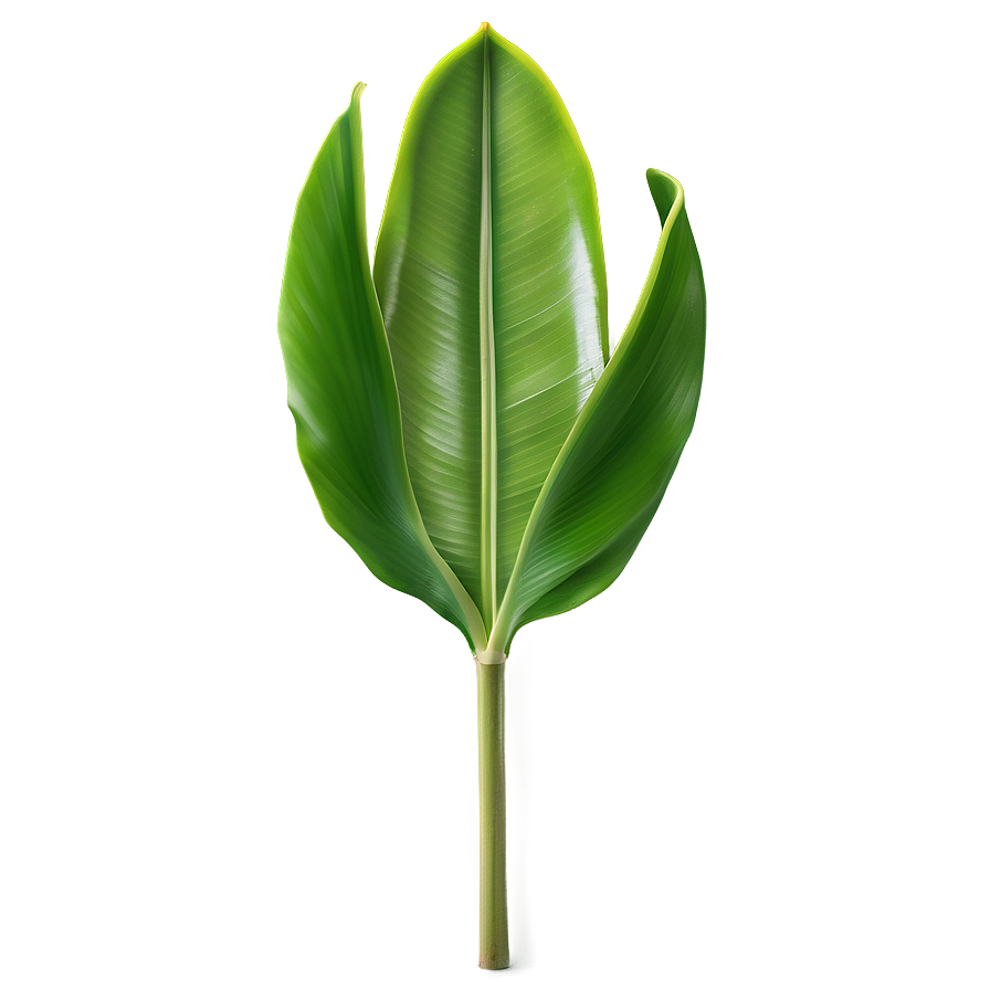 Banana Leaf Element Png Kno PNG Image