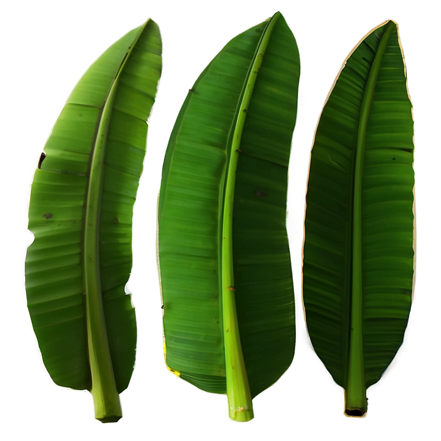 Banana Leaf Flat Png Xtk PNG Image