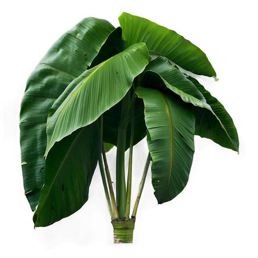 Banana Leaf Freshness Png Kdf PNG Image