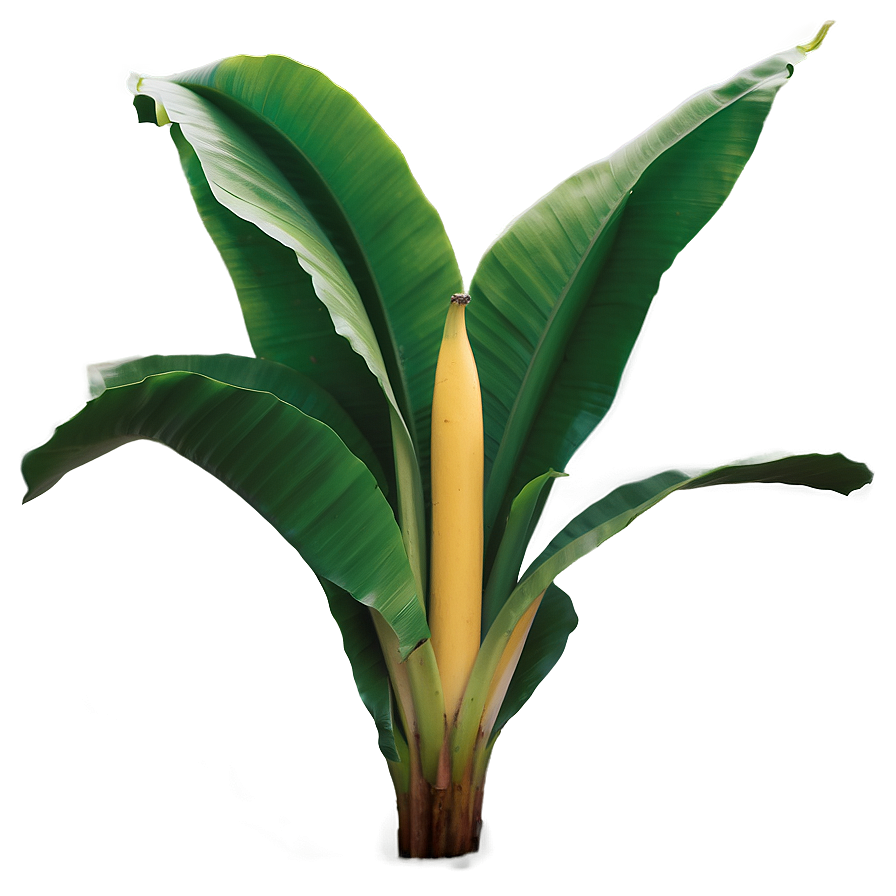 Banana Leaf In Nature Png Gxy PNG Image