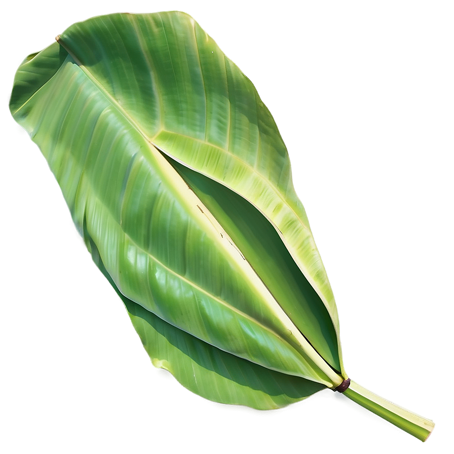 Banana Leaf Summer Png 06232024 PNG Image