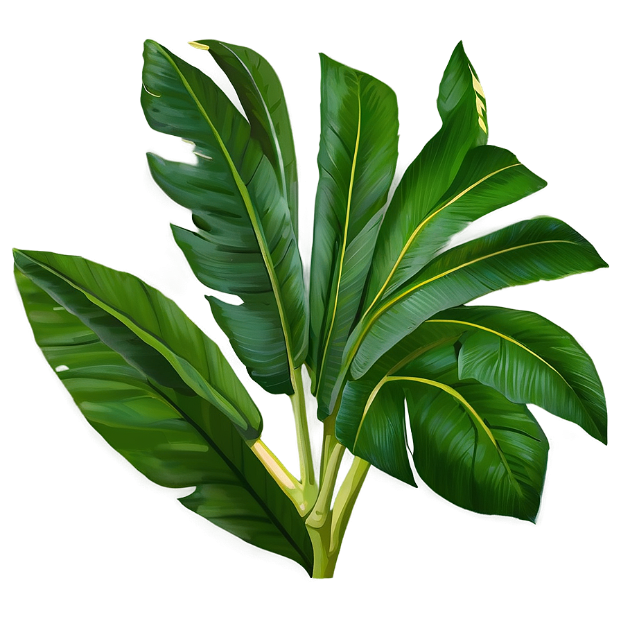 Banana Leaf Summer Png Rql50 PNG Image