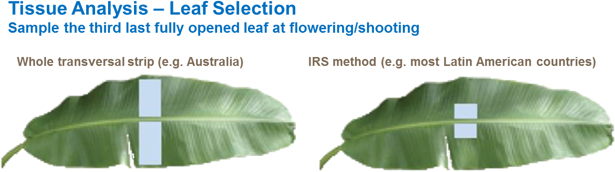 Banana Leaf Tissue Analysis Methods PNG Image