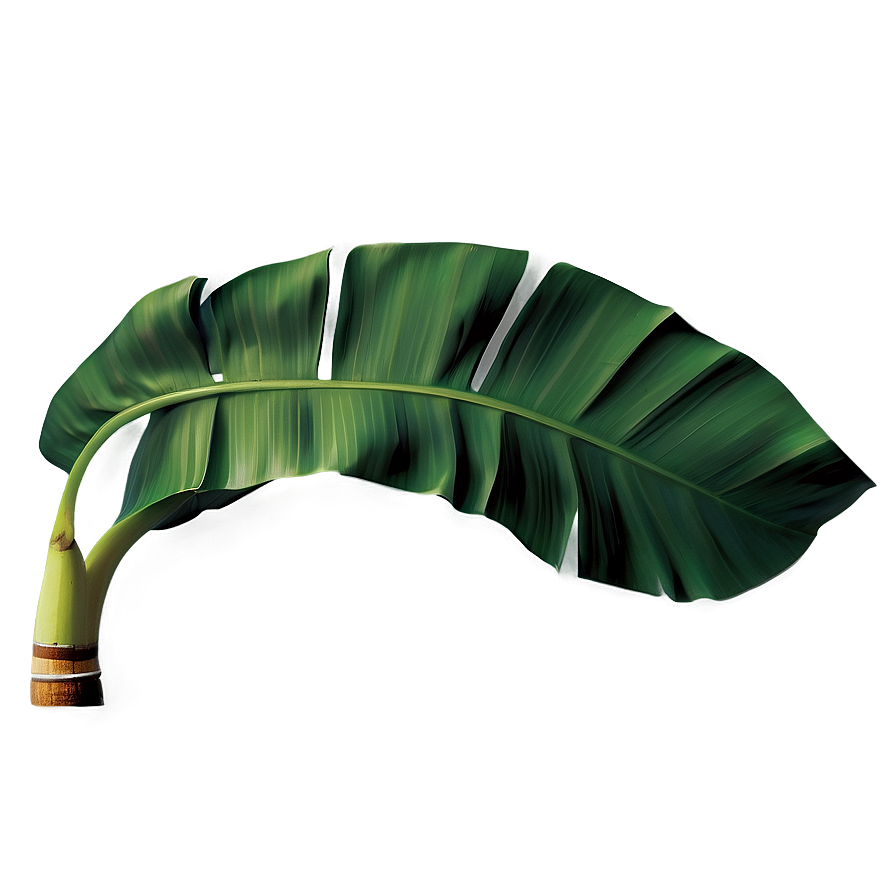 Banana Leaf Wallpaper Png 51 PNG Image