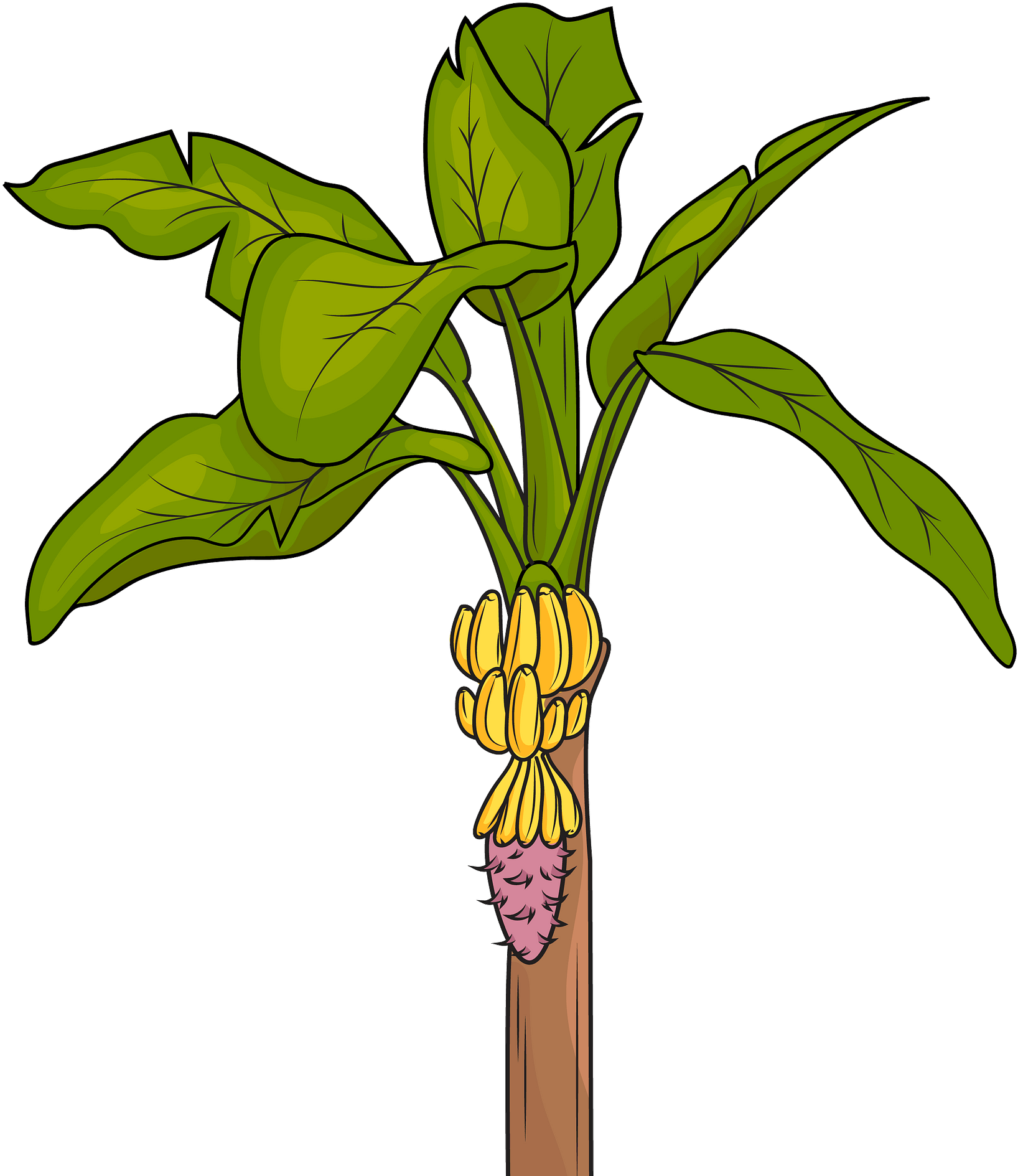 Banana Tree With Bunch Of Bananas PNG Image