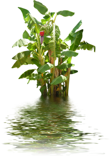 Banana Tree With Reflection PNG Image