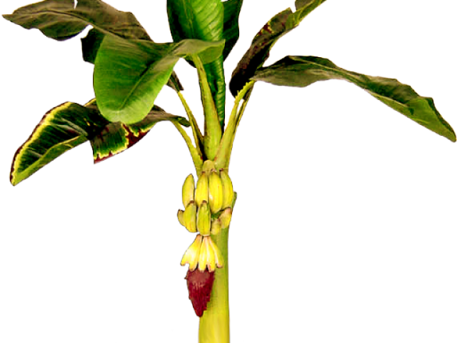 Banana Treewith Unripe Bunch PNG Image