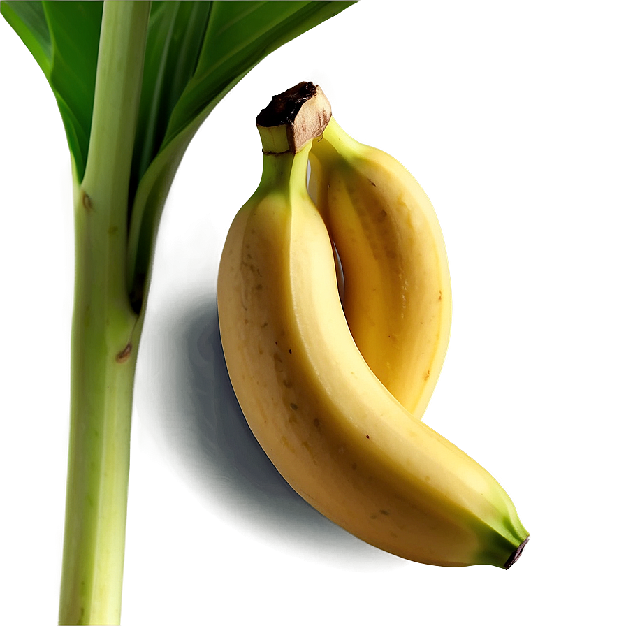 Banana With Leaf Png Dgx62 PNG Image