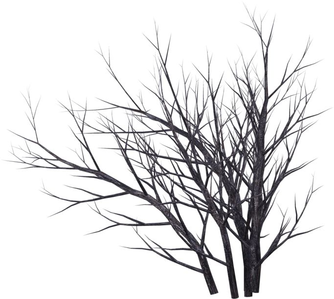 Bare Branches Against Twilight Sky PNG Image