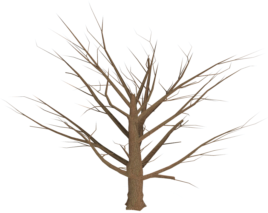 Bare Branches Dead Tree PNG Image