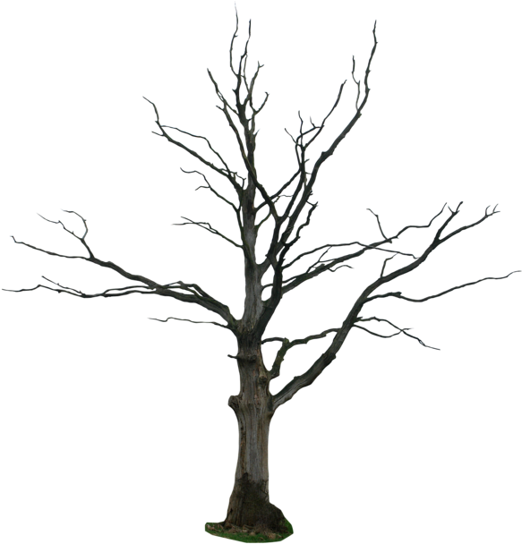 Bare Branches Dead Tree PNG Image