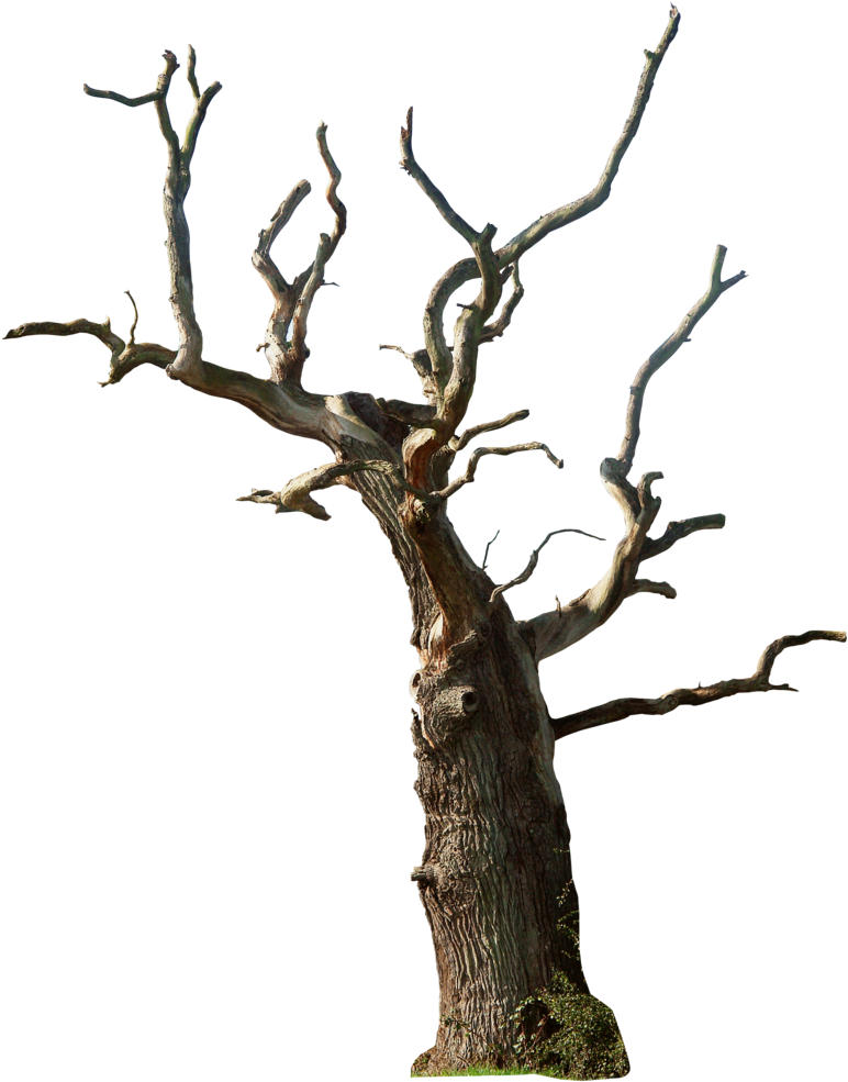 Bare Branches Dead Tree PNG Image