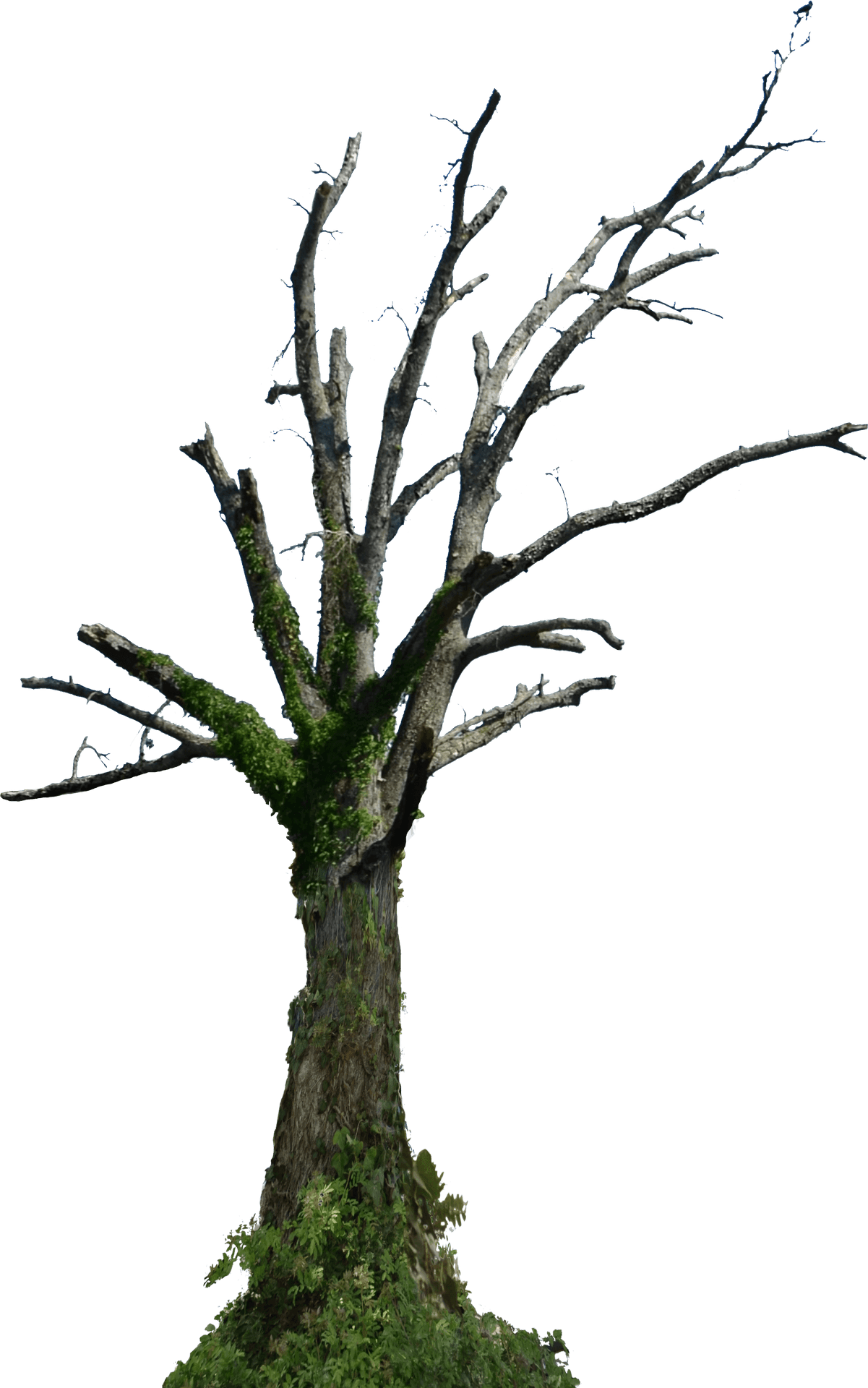 Bare Branches Dead Tree PNG Image