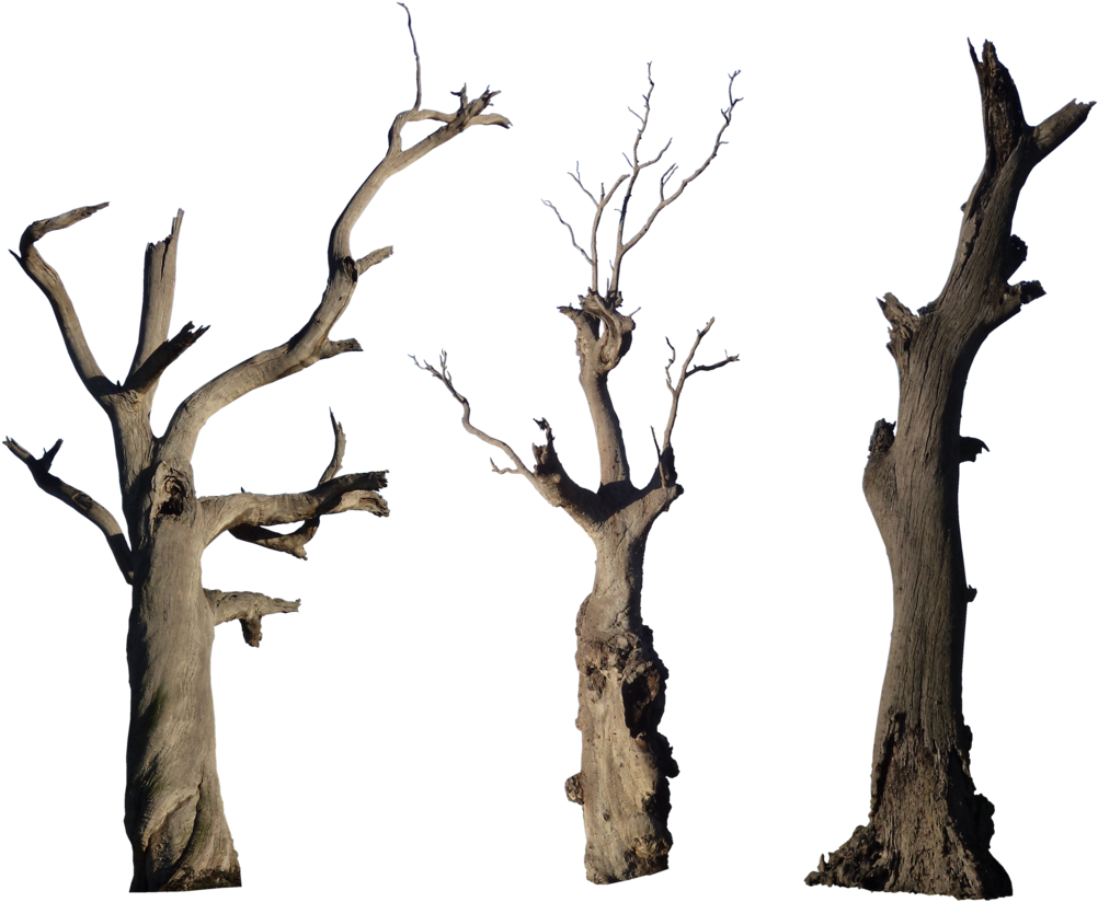 Bare_ Dead_ Trees_ Against_ Sky PNG Image