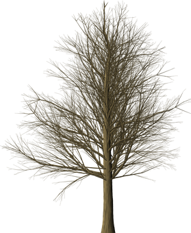 Bare Tree Against Dark Background PNG Image