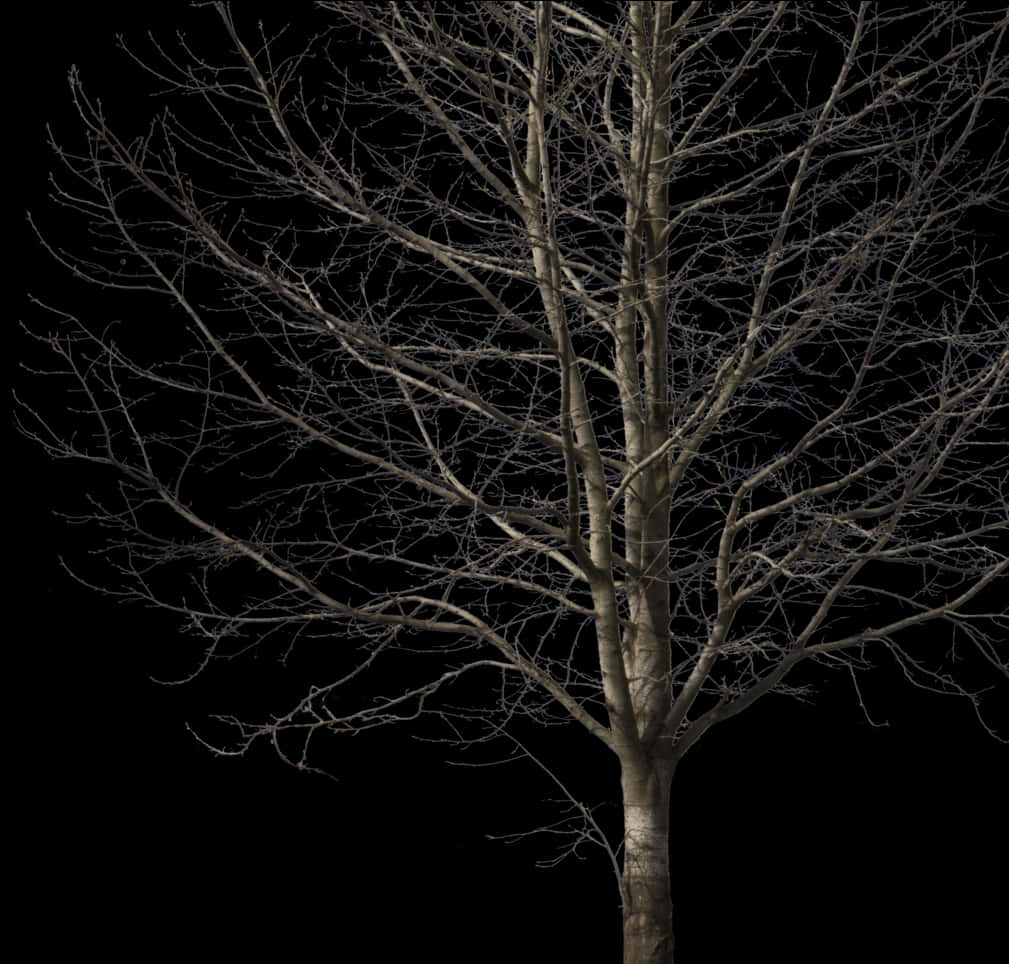 Bare Tree Against Night Sky PNG Image