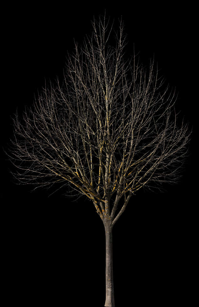 Bare Tree Against Night Sky PNG Image