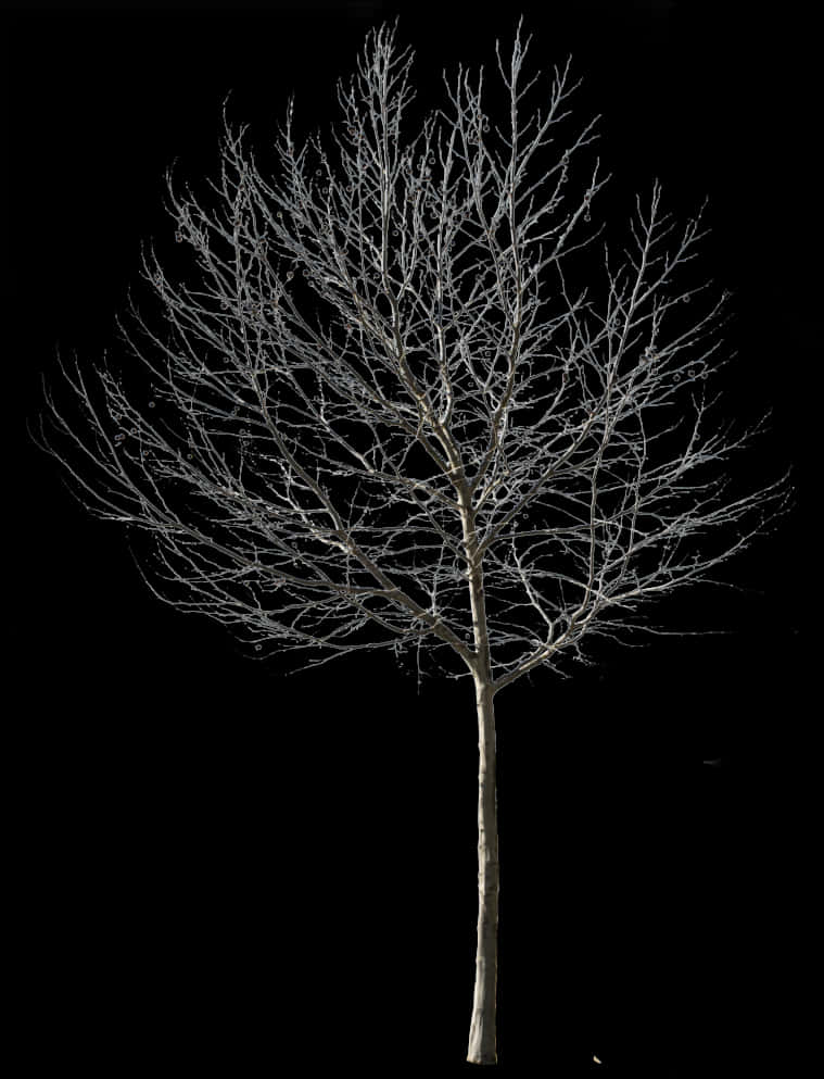 Bare Tree Against Night Sky PNG Image