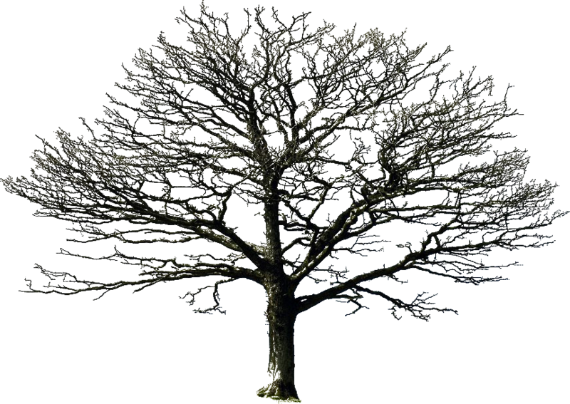 Bare Tree Against Sky PNG Image