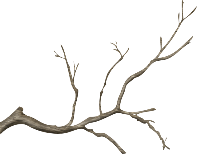 Bare Tree Branch Against Blue Sky PNG Image