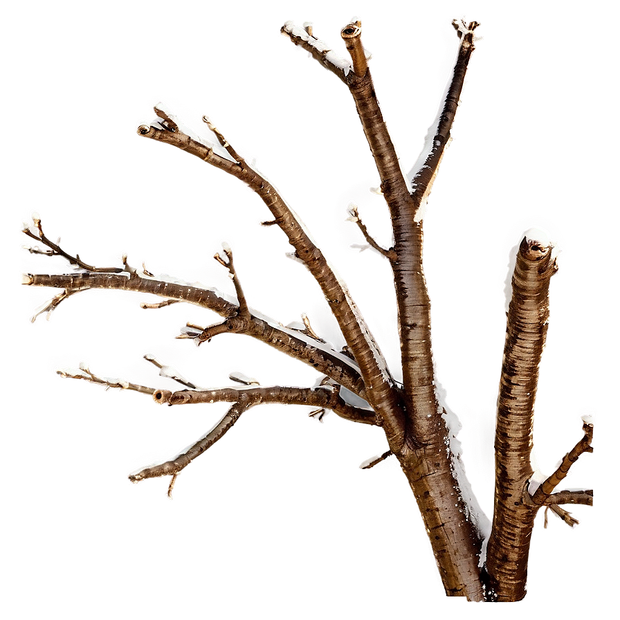 Bare Tree Branch Png Sms PNG Image