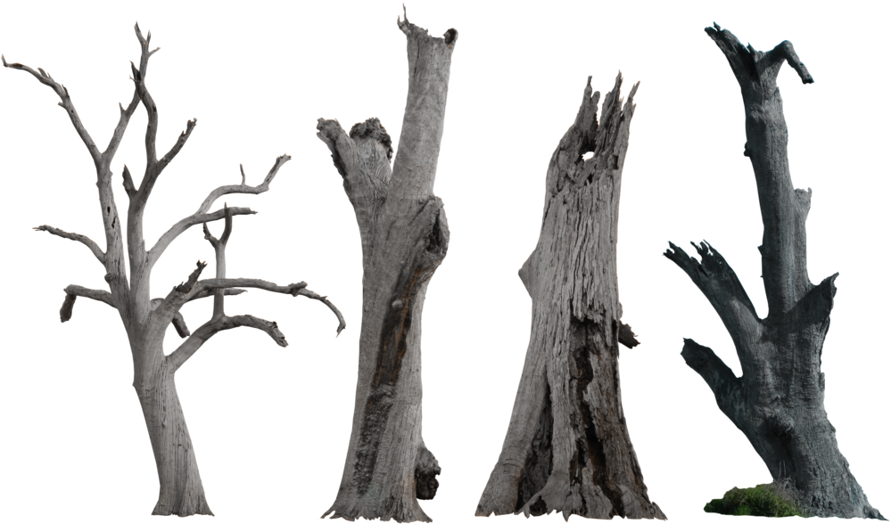 Bare Tree Trunks Against Sky PNG Image