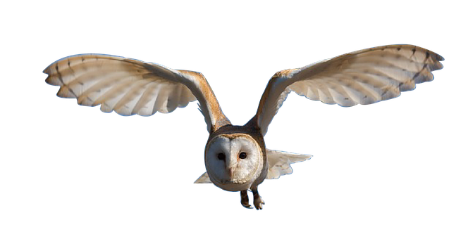 Barn Owl In Flight PNG Image