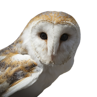 Barn Owl Portrait Black Background PNG Image