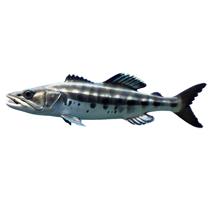 Barracuda Predator Of The Sea Png Nqy PNG Image