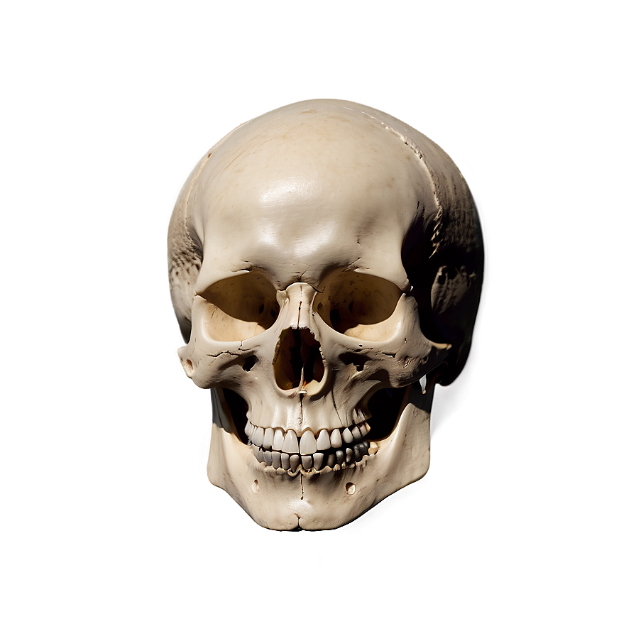 Basic Skull Shape Png 39 PNG Image