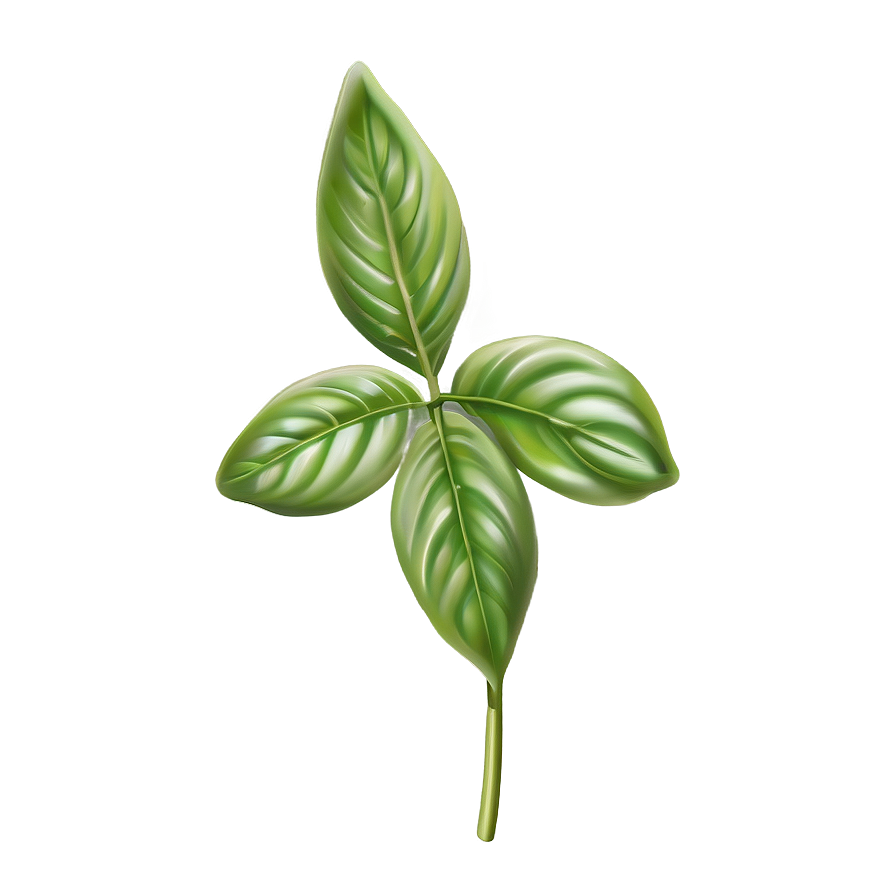 Basil A PNG Image