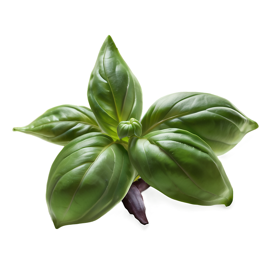 Basil Culinary Plant Png Wen PNG Image