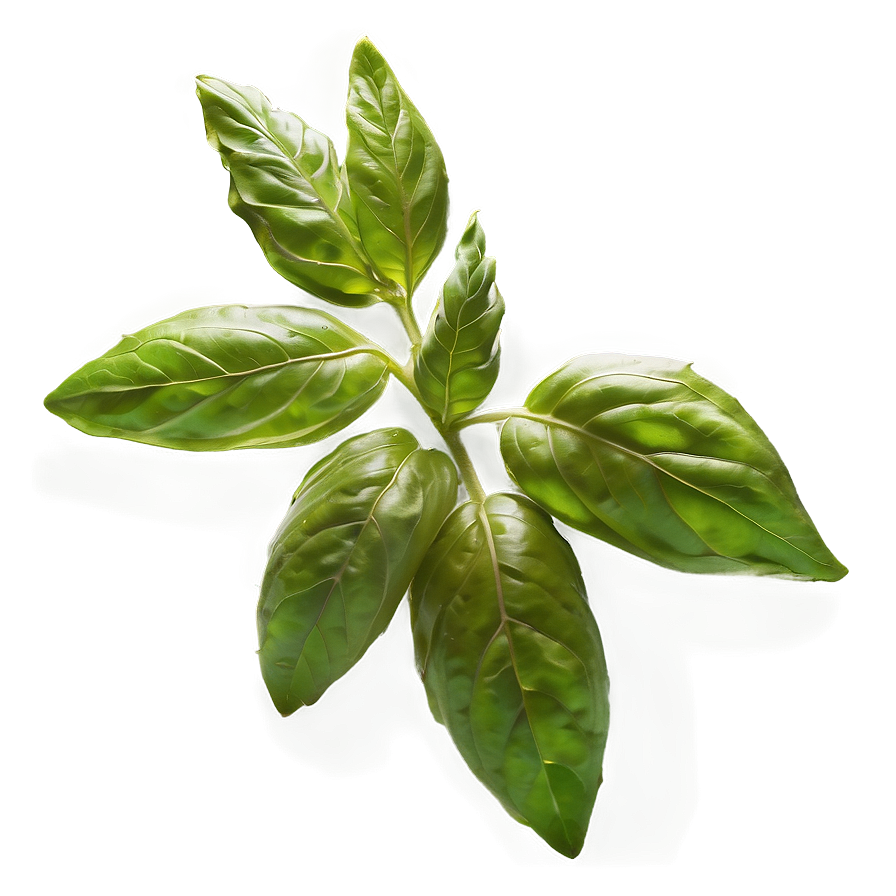 Basil Leaves Bunch Png 06122024 PNG Image