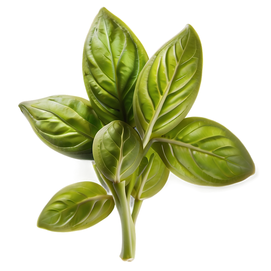 Basil Leaves Bunch Png 06122024 PNG Image